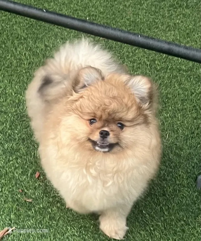 Sugar – Pomeranian puppy for sale in Fort Lauderdale, FL