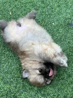 Candy, a female Pomeranian for sale in Fort Lauderdale, FL – 3 of 3