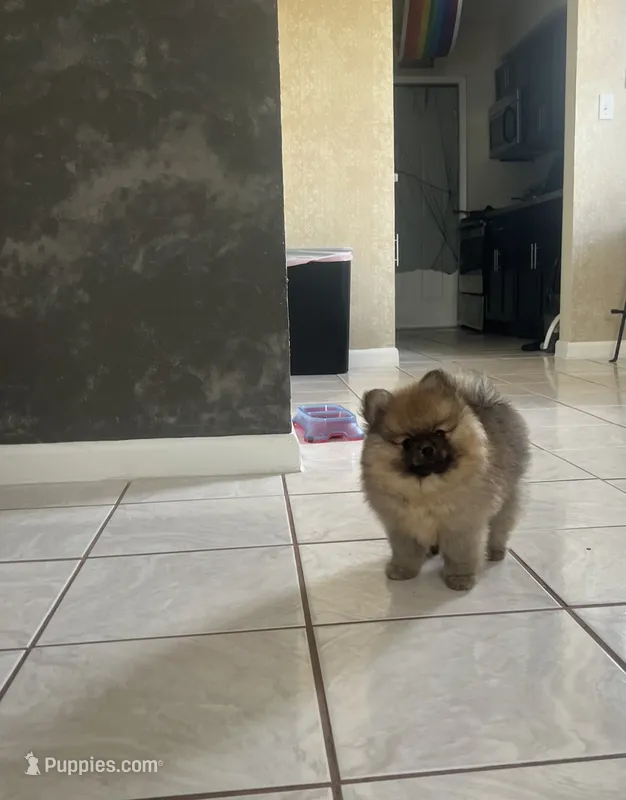Candy, a female Pomeranian for sale in Fort Lauderdale, FL – 1 of 3