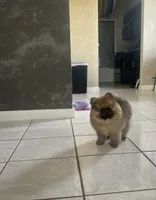 Candy, a female Pomeranian for sale in Fort Lauderdale, FL – 1 of 3