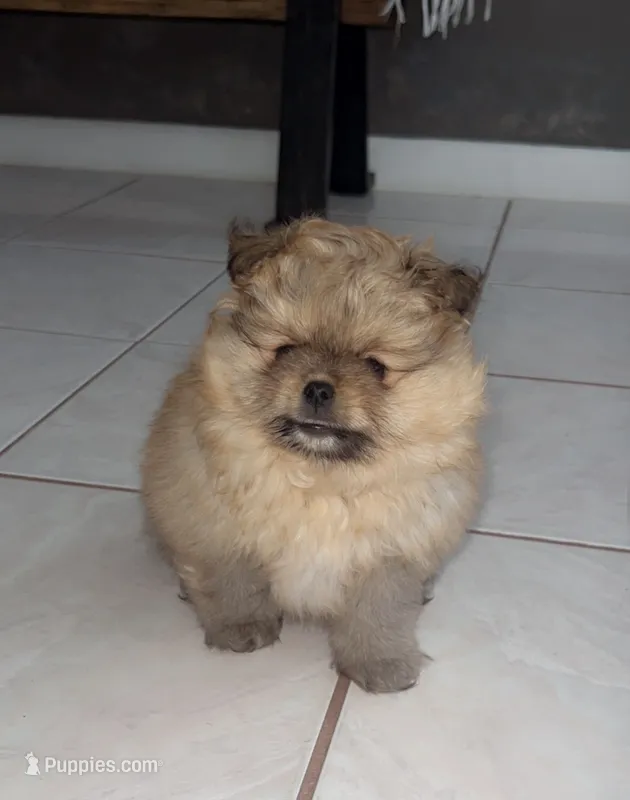 Sugar – Pomeranian puppy for sale in Fort Lauderdale, FL