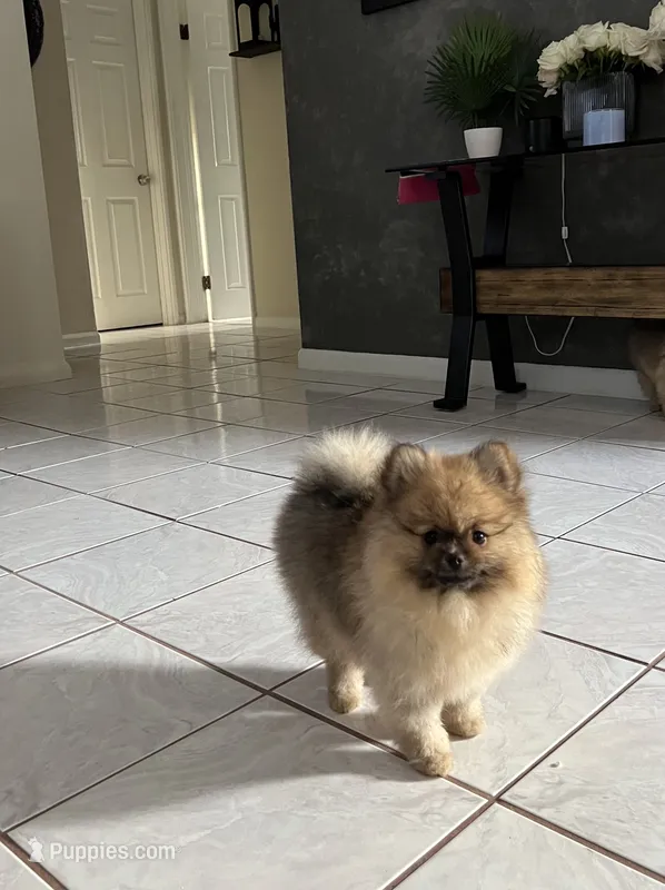 Candy – Pomeranian puppy for sale in Fort Lauderdale, FL