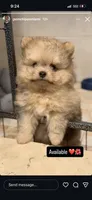 Helga, a female Pomeranian for sale in Fort Lauderdale, FL – 2 of 2