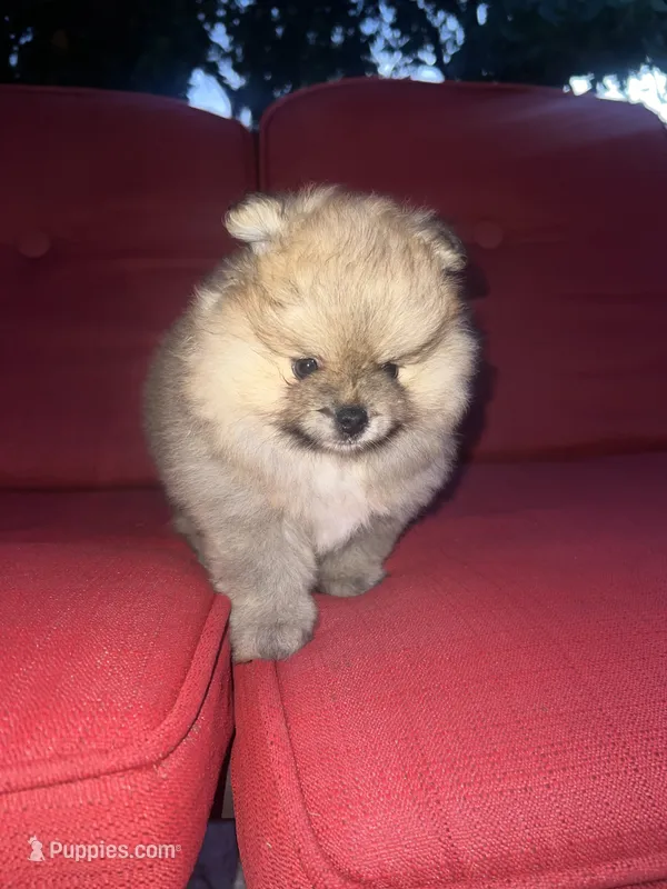 Helga – Pomeranian puppy for sale in Fort Lauderdale, FL
