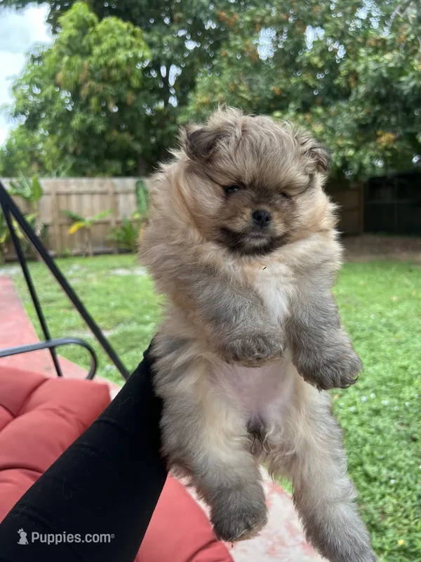 Sugar – Pomeranian puppy for sale in Fort Lauderdale, FL