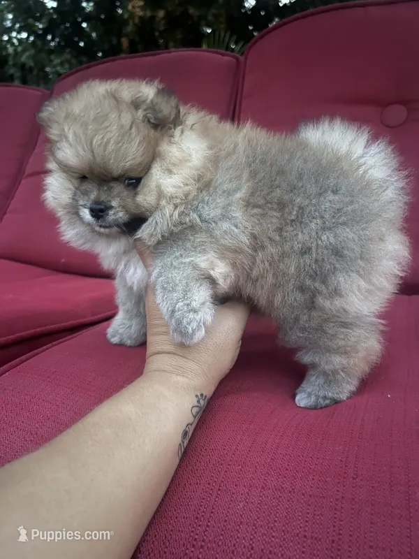 Sugar – Pomeranian puppy for sale in Fort Lauderdale, FL