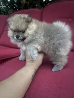 Sugar, a female Pomeranian for sale in Fort Lauderdale, FL – 1 of 2