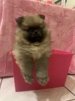 Otter, a female Pomeranian for sale in Fort Lauderdale, FL – 1 of 1