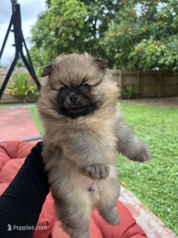 Otter – Pomeranian puppy for sale in Fort Lauderdale, FL