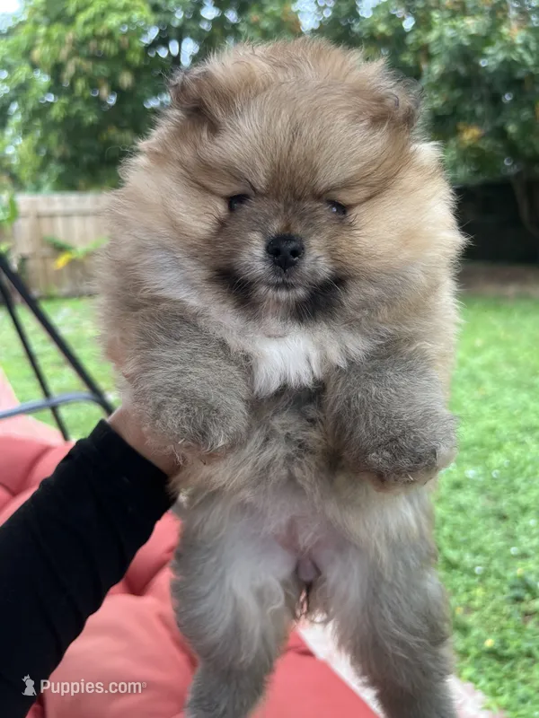Helga – Pomeranian puppy for sale in Fort Lauderdale, FL