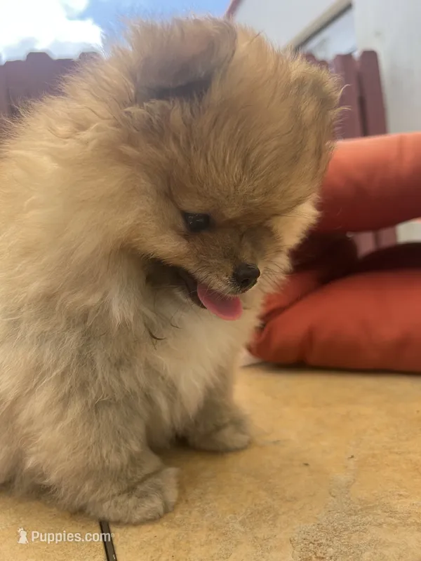 Helga – Pomeranian puppy for sale in Fort Lauderdale, FL