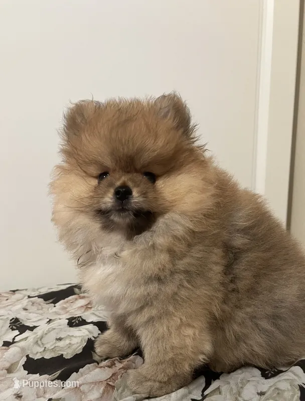 Helga – Pomeranian puppy for sale in Fort Lauderdale, FL