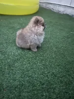 Sugar, a female Pomeranian for sale in Fort Lauderdale, FL – 2 of 2