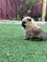 Candy, a female Pomeranian for sale in Fort Lauderdale, FL – 2 of 3