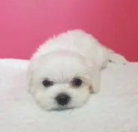 Tna, a female Maltese for sale in Boston, MA – 3 of 5