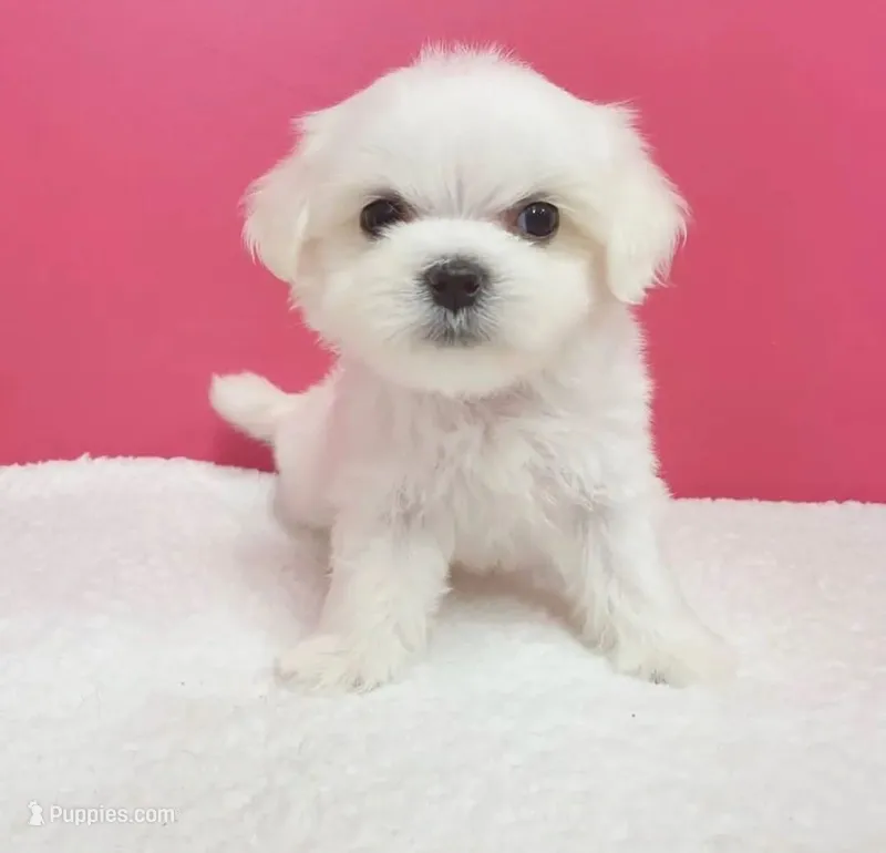 Tna – Maltese puppy for sale in Boston, MA