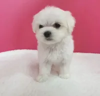 Tna, a female Maltese for sale in Boston, MA – 2 of 5