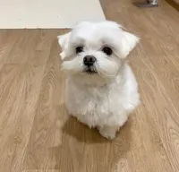 Tna, a female Maltese for sale in Boston, MA – 4 of 5