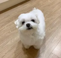 Tna, a female Maltese for sale in Boston, MA – 5 of 5