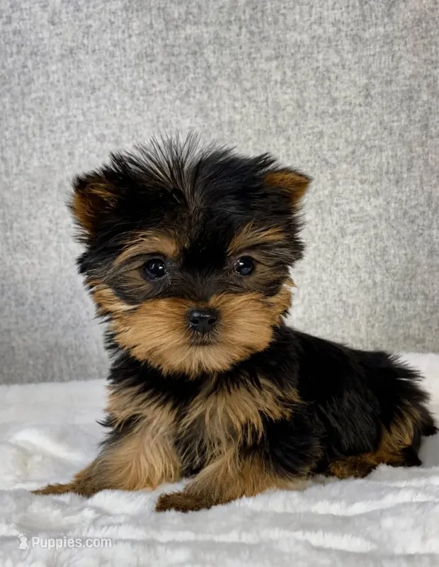 Sicily – Yorkshire Terrier puppy for sale in Troy, NY