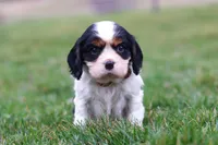 River, a male Cavalier King Charles Spaniel for sale in Sugarcreek, OH – Photo 5 of 6