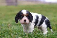 River, a male Cavalier King Charles Spaniel for sale in Sugarcreek, OH – Photo 4 of 6