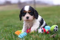 River, a male Cavalier King Charles Spaniel for sale in Sugarcreek, OH – Photo 6 of 6