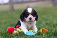 River, a male Cavalier King Charles Spaniel for sale in Sugarcreek, OH – Photo 2 of 6
