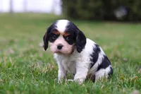 River, a male Cavalier King Charles Spaniel for sale in Sugarcreek, OH – Photo 1 of 6