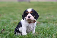 River, a male Cavalier King Charles Spaniel for sale in Sugarcreek, OH – Photo 3 of 6