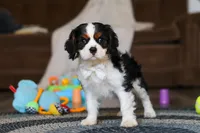 Finn, a male Cavalier King Charles Spaniel for sale in Sugarcreek, OH – Photo 7 of 10