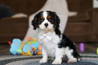Finn, a male Cavalier King Charles Spaniel for sale in Sugarcreek, OH – Photo 3 of 10