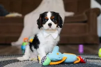 Finn, a male Cavalier King Charles Spaniel for sale in Sugarcreek, OH – Photo 9 of 10