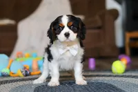 Finn, a male Cavalier King Charles Spaniel for sale in Sugarcreek, OH – Photo 4 of 10