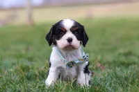 Finn, a male Cavalier King Charles Spaniel for sale in Sugarcreek, OH – Photo 6 of 8