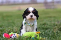 Finn, a male Cavalier King Charles Spaniel for sale in Sugarcreek, OH – Photo 8 of 8