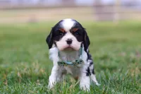 Finn, a male Cavalier King Charles Spaniel for sale in Sugarcreek, OH – Photo 5 of 8