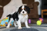 Finn, a male Cavalier King Charles Spaniel for sale in Sugarcreek, OH – Photo 5 of 10