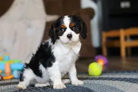 Finn, a male Cavalier King Charles Spaniel for sale in Sugarcreek, OH – Photo 6 of 10