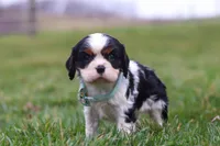 Finn, a male Cavalier King Charles Spaniel for sale in Sugarcreek, OH – Photo 2 of 8