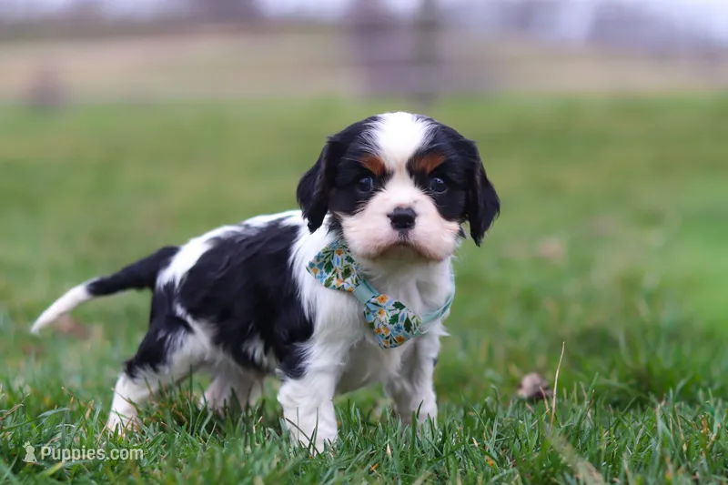 Finn, a male Cavalier King Charles Spaniel for sale in Sugarcreek, OH – Photo 1 of 8