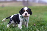 Finn, a male Cavalier King Charles Spaniel for sale in Sugarcreek, OH – Photo 1 of 8