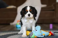 Finn, a male Cavalier King Charles Spaniel for sale in Sugarcreek, OH – Photo 2 of 10