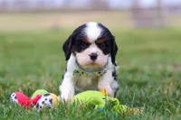 Finn, a male Cavalier King Charles Spaniel for sale in Sugarcreek, OH – Photo 7 of 8