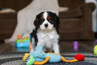 Finn, a male Cavalier King Charles Spaniel for sale in Sugarcreek, OH – Photo 8 of 10