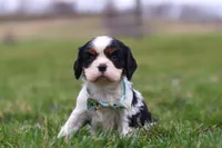 Finn, a male Cavalier King Charles Spaniel for sale in Sugarcreek, OH – Photo 4 of 8