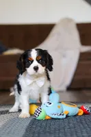 Finn, a male Cavalier King Charles Spaniel for sale in Sugarcreek, OH – Photo 10 of 10