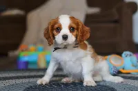 Boris, a male Cavalier King Charles Spaniel for sale in Sugarcreek, OH – Photo 5 of 5