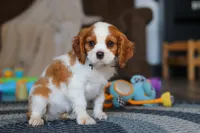 Boris, a male Cavalier King Charles Spaniel for sale in Sugarcreek, OH – Photo 4 of 5