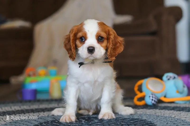 Boris – Cavalier King Charles Spaniel puppy for sale in Sugarcreek, OH